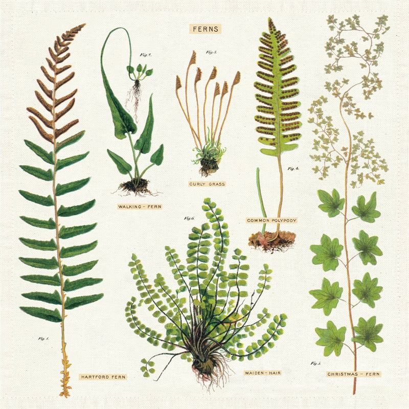 Ferns Napkin