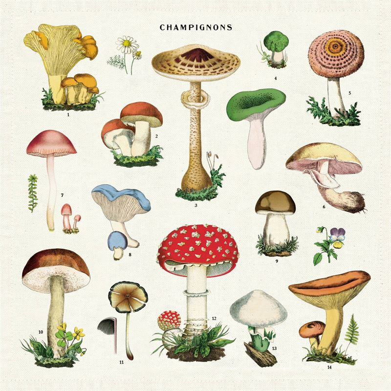 Cavallini & Co Mushrooms set of 4 napkins