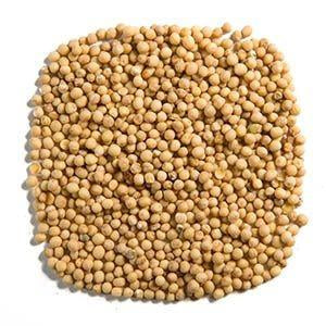 The Spice Trader Yellow Mustard Seeds - 50g