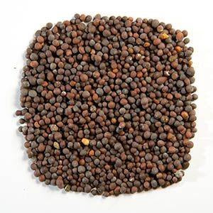 The Spice Trader Black Mustard Seeds - 50g