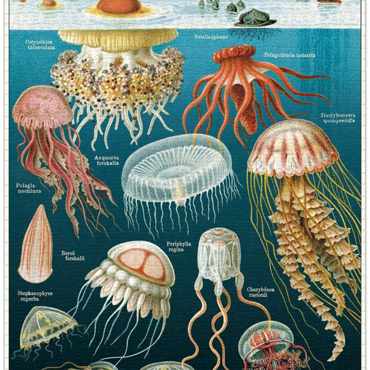 Jelly