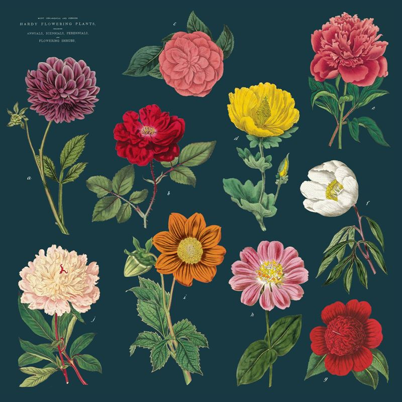 Botany Napkin